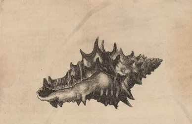 Schelpen Vasum ceramicum, ca. 1645