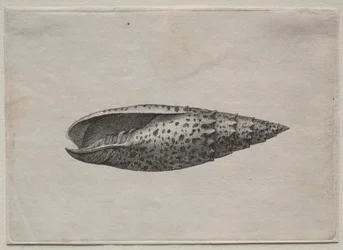 Schelp: Mitra papalis L