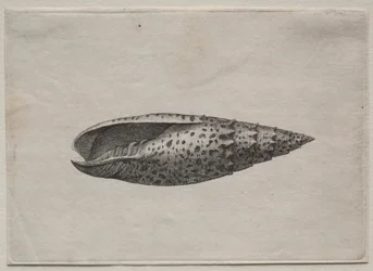 Schelpen: Mitra papalis L, ca. 1640s