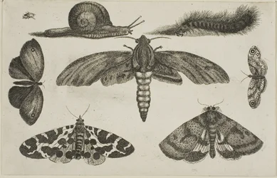Zes Insecten, een Rups en een Slak