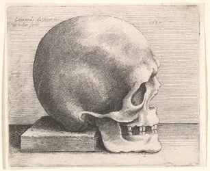 Schedel in Profiel naar Rechts, 1645