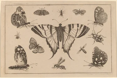 Zwaluwstaartvlinder en twaalf andere insecten