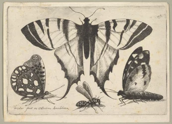 Drie Vlinders en een Wesp, 1646