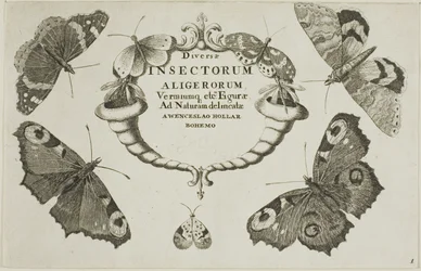 Titelpagina uit Diversae Insectorum
