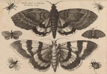 Twee Motten en Zes Insecten, 1646