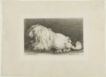 Witte hond