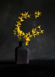 Gele forsythia-vaas