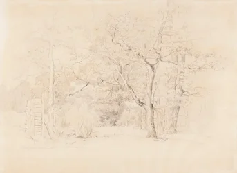 Landschap, bos