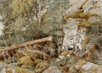 Mosachtige rots in het bos