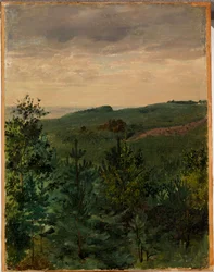 Sparrenzaailingen in zandgrond, studie
