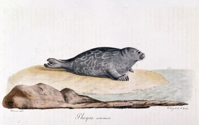 Zeehond