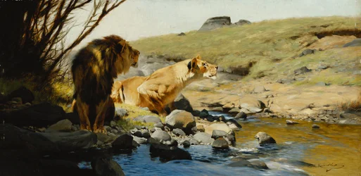 Een leeuw en leeuwin bij een stroom