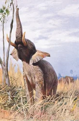 Afrikaanse olifant, illustratie uit Wildlife of the World, ca. 1910