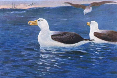 Albatros, illustratie uit Wildlife of the World, ca. 1910