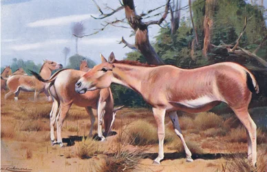 Aziatische wilde ezel, uit Wildlife of the World gepubliceerd door Frederick Warne & Co, ca. 1900