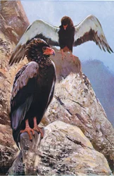 Bateleur Arend, illustratie uit Wildlife of the World, ca. 1910