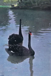 Zwarte Zwaan, illustratie uit Wildlife of the World, ca. 1910