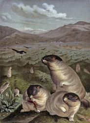 Bobak marmot