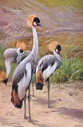 Kroonkraanvogel, illustratie uit Wildlife of the World, ca. 1910