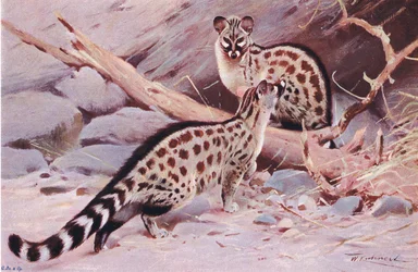 Dungola Genet, illustratie uit Wildlife of the World, ca. 1910