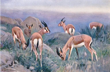 Gazelle, uit Wildlife of the World gepubliceerd door Frederick Warne & Co, ca. 1900