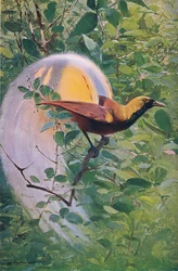 Grote Paradijsvogel, illustratie uit Wildlife of the World, ca. 1910