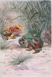 Hoornkikker, uit Wildlife of the World uitgegeven door Frederick Warne & Co, ca.1900