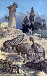 Hyena