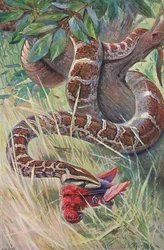 Indische python, uit Wildlife of the World gepubliceerd door Frederick Warne & Co, ca. 1900
