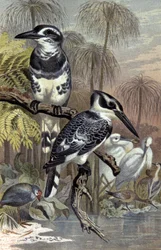 IJsvogels