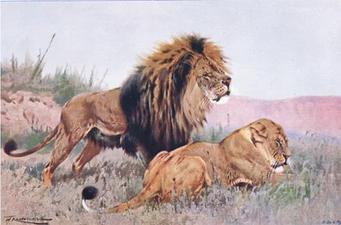 Leeuw en leeuwin, illustratie uit Wildlife of the World, ca. 1910