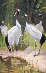 Mantsjoerijse kraanvogel, uit Wildlife of the World gepubliceerd door Frederick Warne & Co, ca. 1900