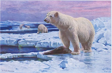 IJsbeer, uit Wildlife of the World gepubliceerd door Frederick Warne & Co, ca. 1900