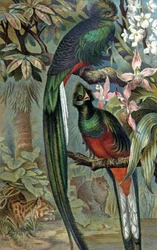 Quetzal schitterend