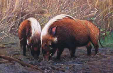 Rivierzwijn, illustratie uit Wildlife of the World, ca. 1910