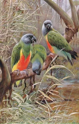 Senegal Papegaai, illustratie uit Wildlife of the World, ca. 1910