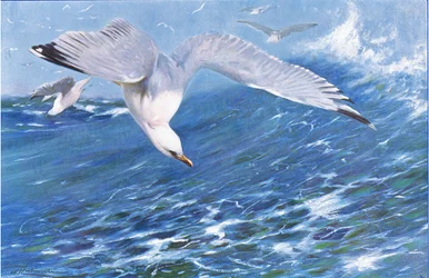 Zilvermeeuw, uit Wildlife of the World gepubliceerd door Frederick Warne & Co, ca. 1900