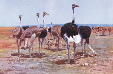 Somalische struisvogel, illustratie uit Wildlife of the World, ca. 1910