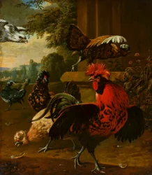 Vogels aangevallen door een havik