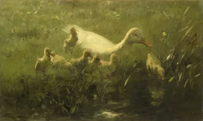Witte eend met kuikens
