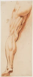 Anatomische studie (écorché). Een gevild linkerbeen van een man van achteren gezien