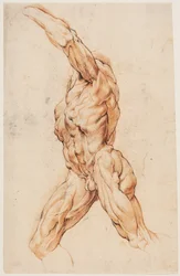 Anatomische studie. Wandelende gevilde man naar links gedraaid