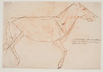 Anatomische en proportiestudie. Een paard