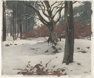 Bomen in de sneeuw