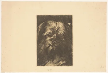 Hond Phoebus