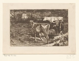 Vier koeien in een weide