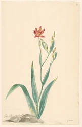 Luipaardbloem in een landschap
