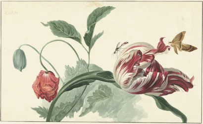 Tulp en een klaproos