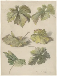 Studies van wingerdbladen