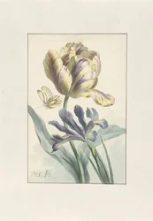 Tulp en Iris